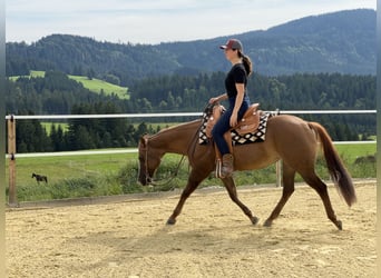 American Quarter Horse, Stute, 19 Jahre, 148 cm, Red Dun