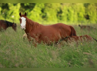 American Quarter Horse, Stute, 19 Jahre, 152 cm, Fuchs