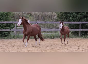 American Quarter Horse, Stute, 19 Jahre, 152 cm, Fuchs