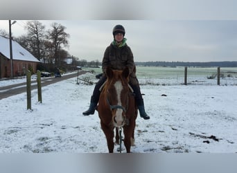 American Quarter Horse, Stute, 19 Jahre, 155 cm, Fuchs