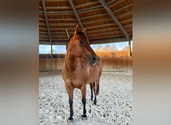 American Quarter Horse, Stute, 19 Jahre, 157 cm