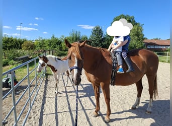 American Quarter Horse Mix, Stute, 19 Jahre, 158 cm, Fuchs