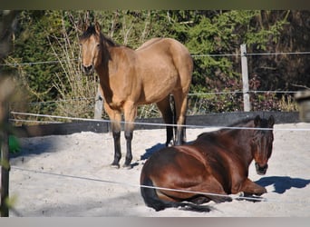 American Quarter Horse, Stute, 19 Jahre, Buckskin
