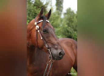 American Quarter Horse, Stute, 19 Jahre, Buckskin