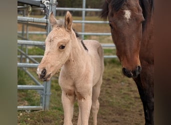 American Quarter Horse, Stute, 19 Jahre