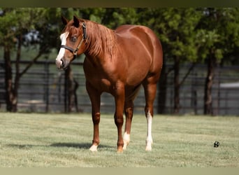 American Quarter Horse, Stute, 1 Jahr, 135 cm, Rotfuchs