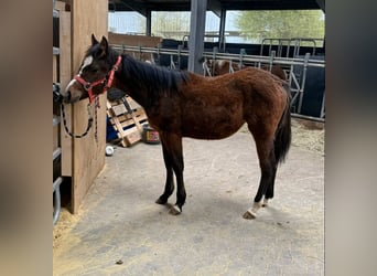 American Quarter Horse Mix, Stute, 1 Jahr, 140 cm, Dunkelbrauner