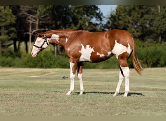 American Quarter Horse Mix, Stute, 1 Jahr, 140 cm, Rotfuchs