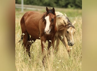 American Quarter Horse, Stute, 1 Jahr, 142 cm, Brauner