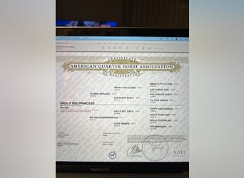 American Quarter Horse, Stute, 1 Jahr, 142 cm, Dunkelfuchs