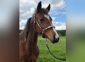 American Quarter Horse, Stute, 1 Jahr, 145 cm, Brauner