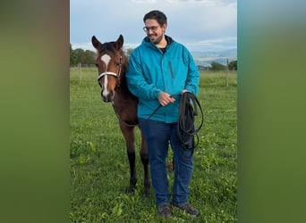 American Quarter Horse, Stute, 1 Jahr, 145 cm, Brauner