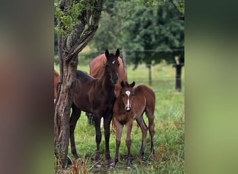 American Quarter Horse, Stute, 1 Jahr, 145 cm, Brauner