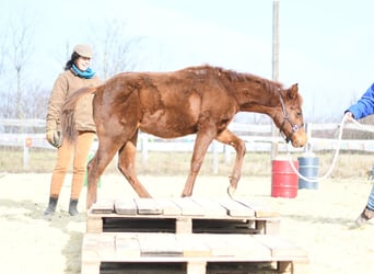 American Quarter Horse, Stute, 1 Jahr, 145 cm, Dunkelfuchs