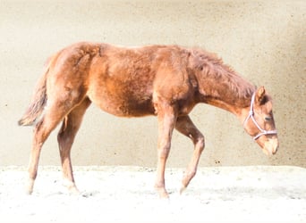 American Quarter Horse, Stute, 1 Jahr, 145 cm, Dunkelfuchs