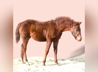 American Quarter Horse, Stute, 1 Jahr, 145 cm, Dunkelfuchs