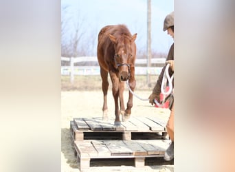 American Quarter Horse, Stute, 1 Jahr, 145 cm, Dunkelfuchs