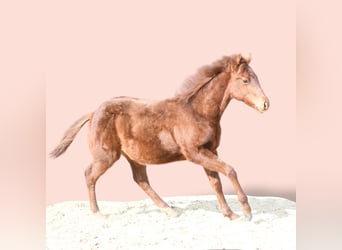 American Quarter Horse, Stute, 1 Jahr, 145 cm, Dunkelfuchs