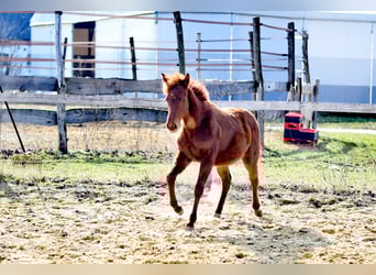 American Quarter Horse, Stute, 1 Jahr, 145 cm, Dunkelfuchs