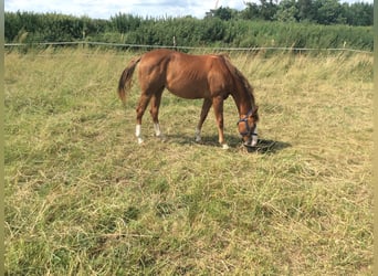 American Quarter Horse, Stute, 1 Jahr, 145 cm, Dunkelfuchs