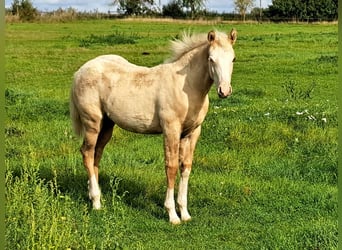 American Quarter Horse, Stute, 1 Jahr, 145 cm, Palomino