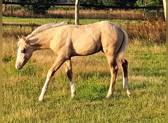 American Quarter Horse, Stute, 1 Jahr, 145 cm, Palomino