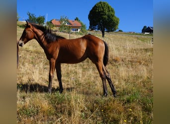 American Quarter Horse, Stute, 1 Jahr, 146 cm, Brauner