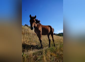 American Quarter Horse, Stute, 1 Jahr, 146 cm, Brauner