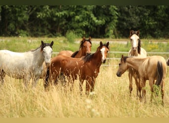 American Quarter Horse, Stute, 1 Jahr, 146 cm, Brauner