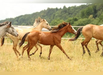 American Quarter Horse, Stute, 1 Jahr, 146 cm, Brauner