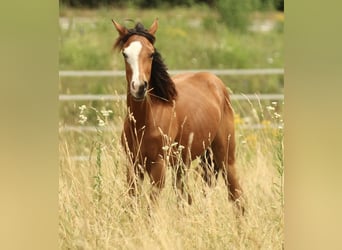 American Quarter Horse, Stute, 1 Jahr, 146 cm, Brauner
