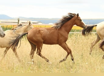 American Quarter Horse, Stute, 1 Jahr, 146 cm, Brauner