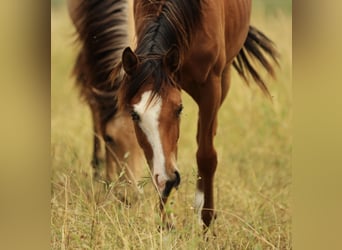 American Quarter Horse, Stute, 1 Jahr, 146 cm, Brauner