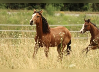 American Quarter Horse, Stute, 1 Jahr, 146 cm, Brauner