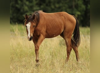 American Quarter Horse, Stute, 1 Jahr, 146 cm, Brauner