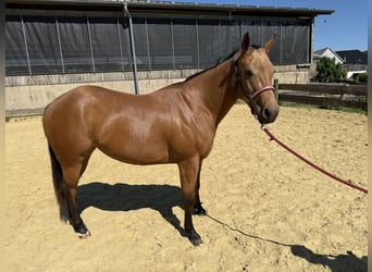 American Quarter Horse, Stute, 1 Jahr, 147 cm, Buckskin