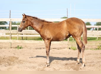 American Quarter Horse, Stute, 1 Jahr, 147 cm, Dunkelfuchs