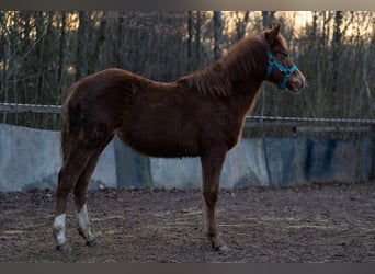 American Quarter Horse, Stute, 1 Jahr, 147 cm, Dunkelfuchs