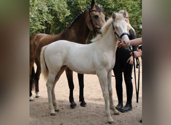 American Quarter Horse Mix, Stute, 1 Jahr, 147 cm, Perlino