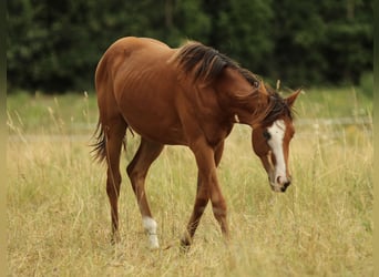 American Quarter Horse, Stute, 1 Jahr, 148 cm, Brauner