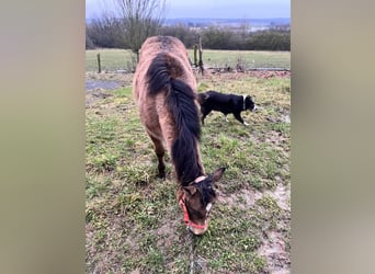 American Quarter Horse, Stute, 1 Jahr, 148 cm, Buckskin