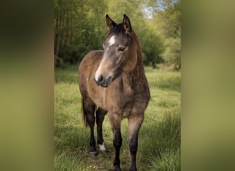 American Quarter Horse, Stute, 1 Jahr, 148 cm, Buckskin