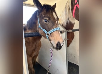 American Quarter Horse, Stute, 1 Jahr, 148 cm, Buckskin