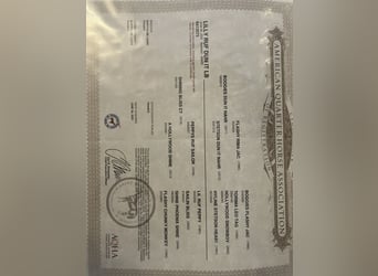 American Quarter Horse, Stute, 1 Jahr, 148 cm, Buckskin