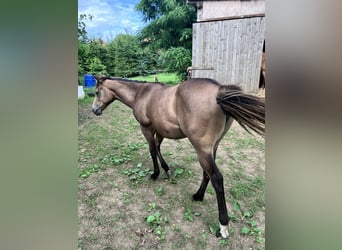 American Quarter Horse, Stute, 1 Jahr, 148 cm, Falbe