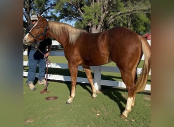 American Quarter Horse, Stute, 1 Jahr, 148 cm, Fuchs