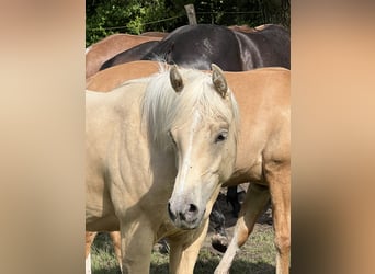 American Quarter Horse, Stute, 1 Jahr, 148 cm, Palomino