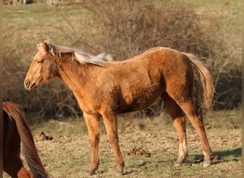 American Quarter Horse, Stute, 1 Jahr, 148 cm, Palomino