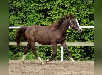 American Quarter Horse, Stute, 1 Jahr, 148 cm, Rappe