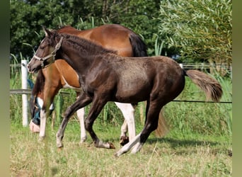 American Quarter Horse, Stute, 1 Jahr, 148 cm, Rappe